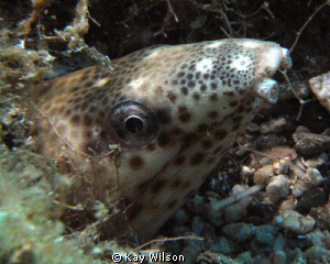 Black Spotted Eel, Sea and Sea DX1G / YS110a by Kay Wilson 